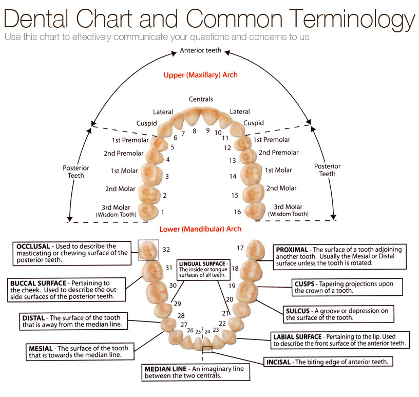 glossary of dental terms pdf